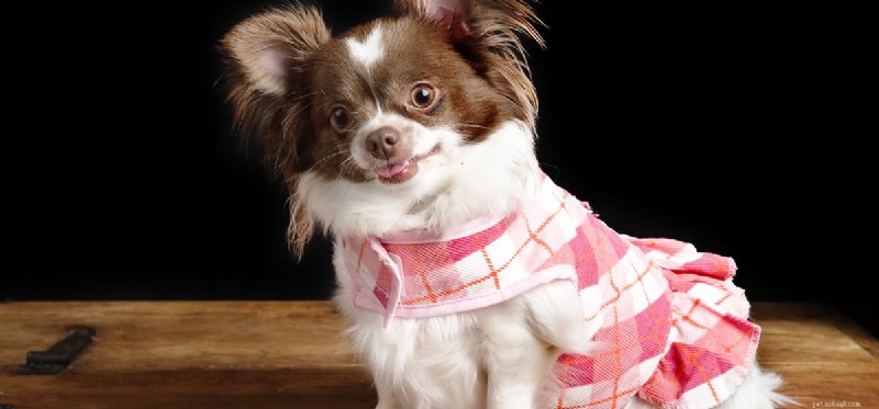 Do Dogs Truly Experience Approval? A Scientific Look