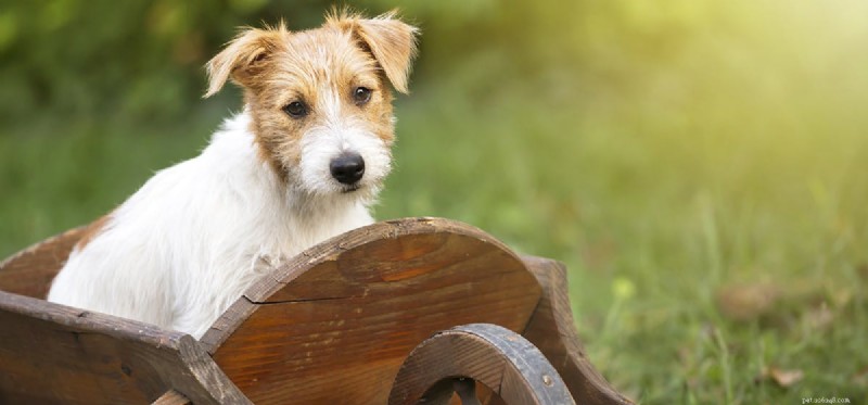 Do Dogs Truly Experience Approval? A Scientific Look