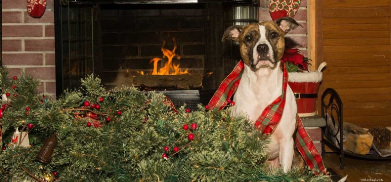 Can Dogs Feel Shame? Separating Myth from Science