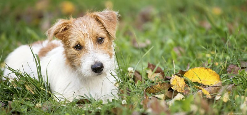 Do Dogs Truly Experience Approval? A Scientific Look
