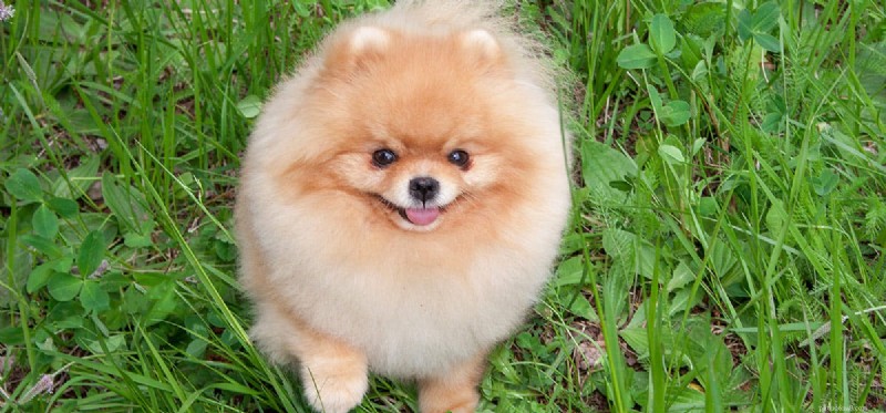 Do Dogs Truly Experience Approval? A Scientific Look