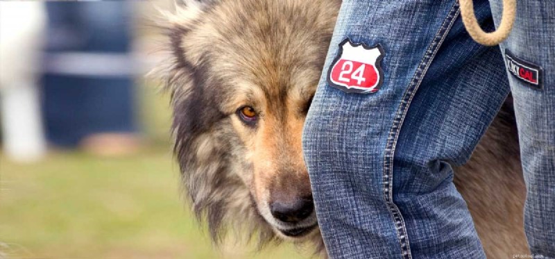 Can Dogs Feel Shame? Separating Myth from Science