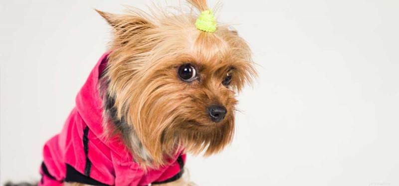 Can Dogs Feel Shame? Separating Myth from Science