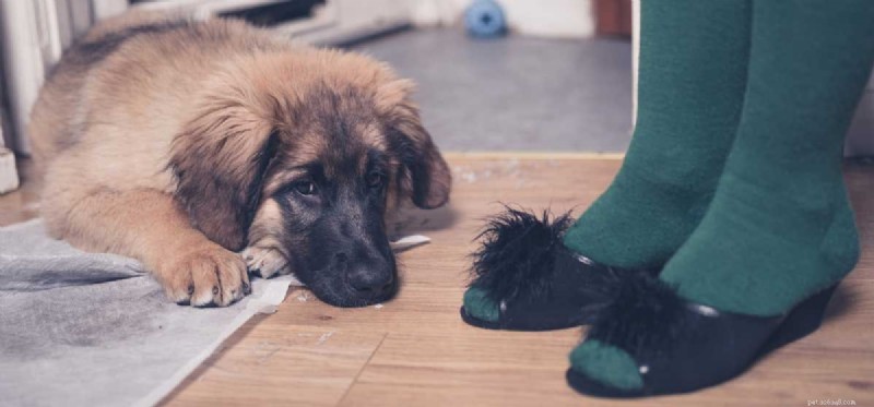 Can Dogs Feel Shame? Separating Myth from Science