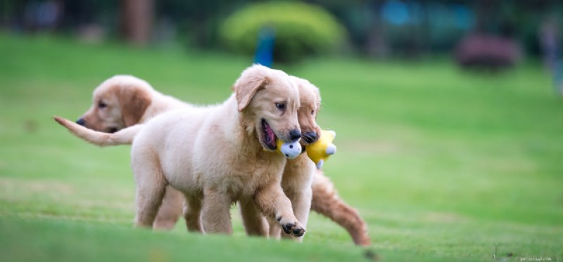 Do Dogs Experience Autonomy? Exploring Freedom in Furry Companions