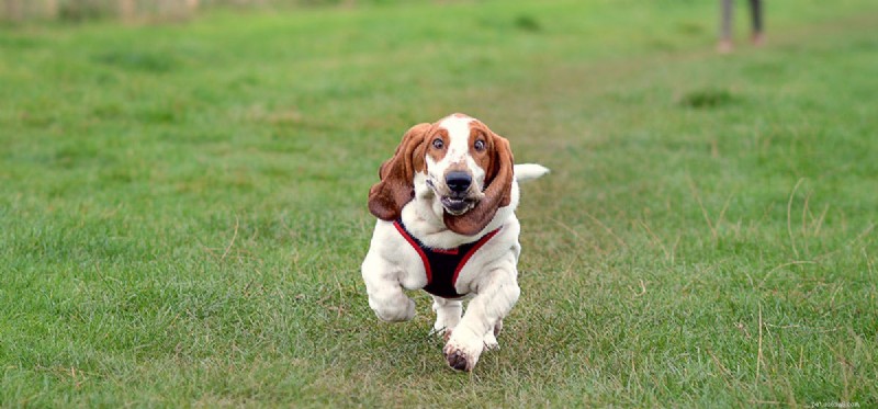 Do Dogs Experience Autonomy? Exploring Freedom in Furry Companions