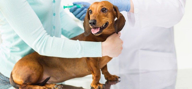 Do Dogs Experience Discomfort After Vaccinations?