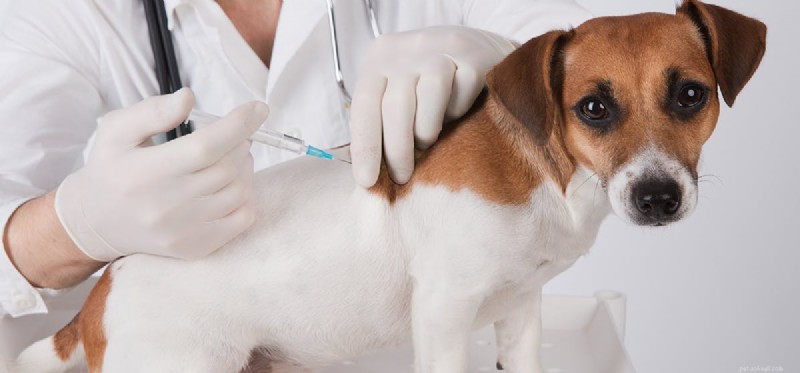 Do Dogs Experience Discomfort After Vaccinations?