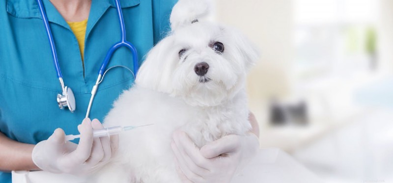 Do Dogs Experience Discomfort After Vaccinations?