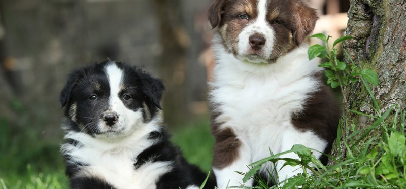 Do Dogs Understand Blame? Exploring Canine Perception of Responsibility