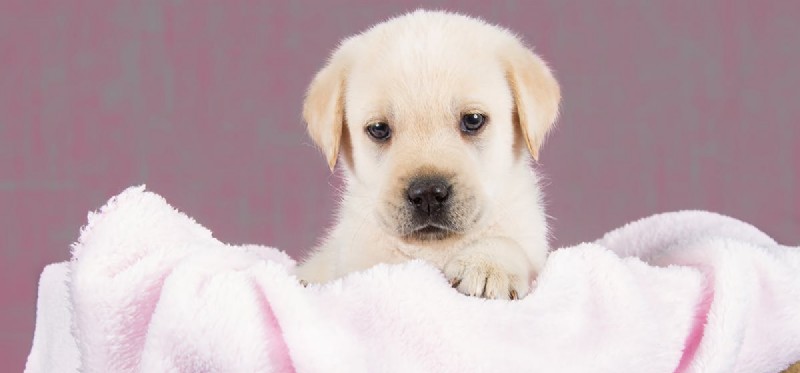 Do Dogs Understand Blame? Exploring Canine Perception of Responsibility