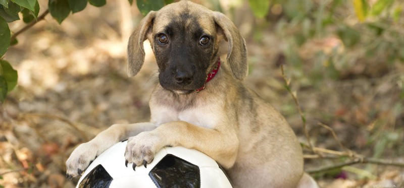 Do Dogs Understand Blame? Exploring Canine Perception of Responsibility