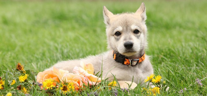 Do Dogs Understand Blame? Exploring Canine Perception of Responsibility
