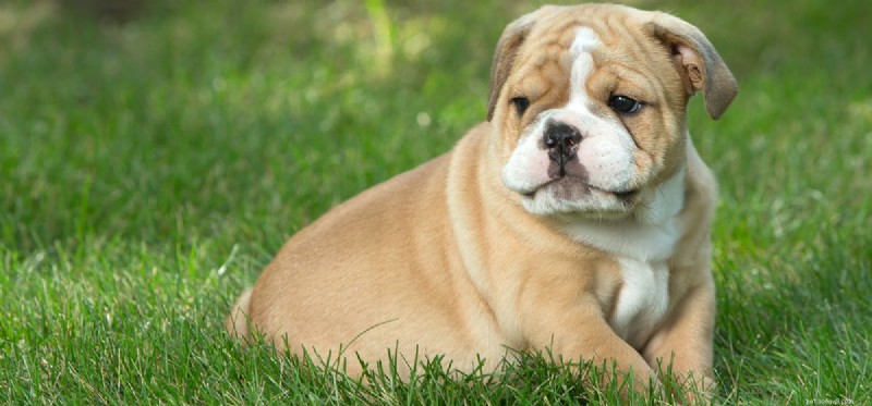 Do Dogs Experience Boredom? Recognizing Signs & Effective Solutions