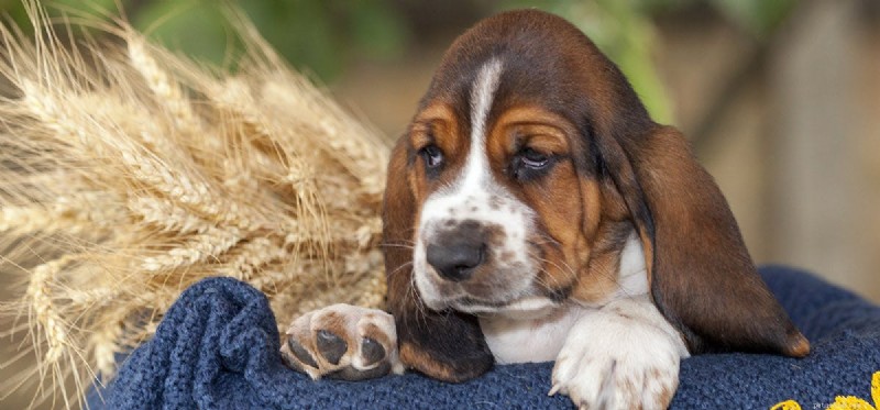 Do Dogs Experience Boredom? Recognizing Signs & Effective Solutions