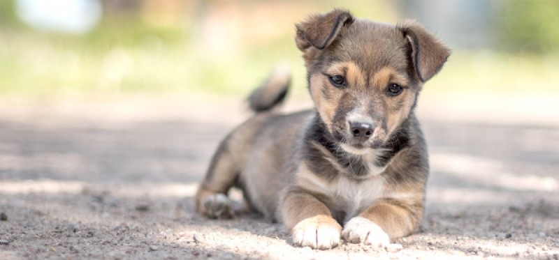 Do Dogs Experience Boredom? Recognizing Signs & Effective Solutions
