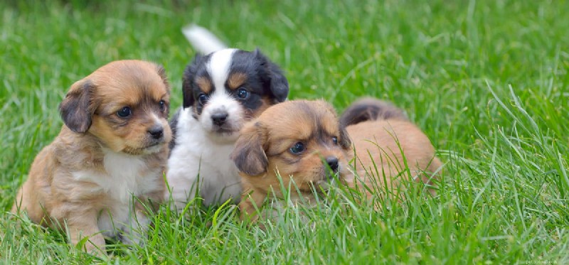 Do Dogs Truly Understand Human Disapproval?