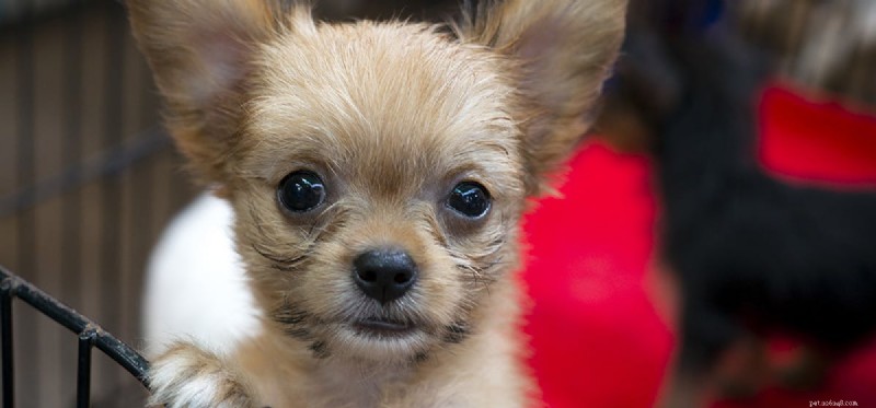 Do Dogs Truly Understand Human Disapproval?