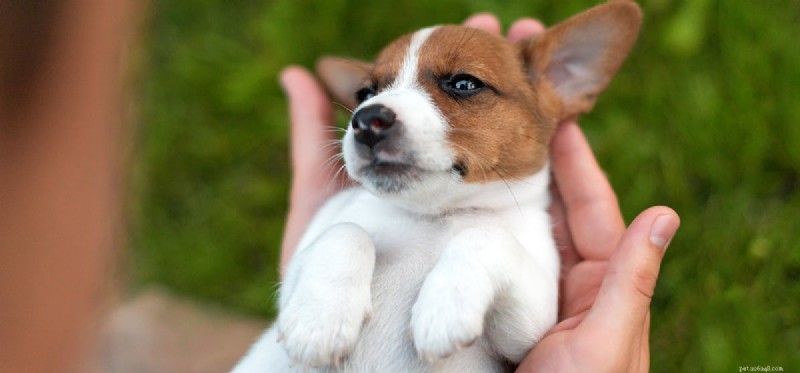 Do Dogs Truly Understand Human Disapproval?