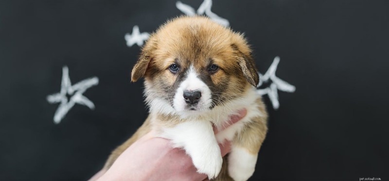Do Dogs Truly Understand Human Disapproval?