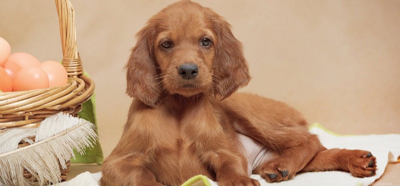 Do Dogs Experience Dizziness? Causes, Symptoms, and Care