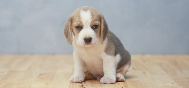Do Dogs Experience Dizziness? Causes, Symptoms, and Care