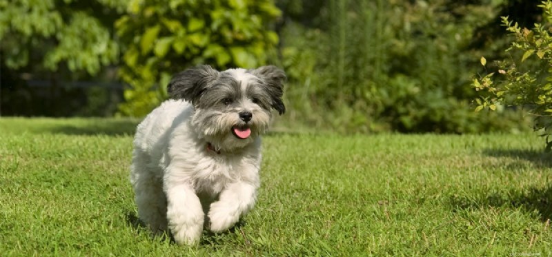 Do Dogs Experience Enthusiasm? Exploring Their Emotional Capacity