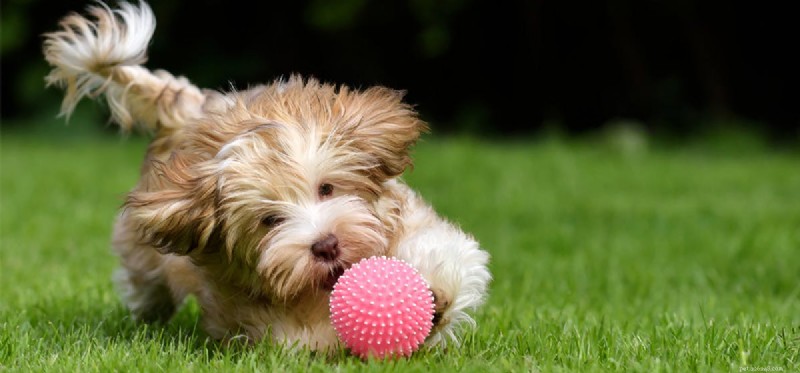 Do Dogs Experience Enthusiasm? Exploring Their Emotional Capacity