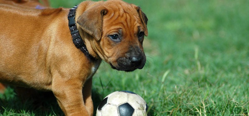 Do Dogs Experience Enthusiasm? Exploring Their Emotional Capacity
