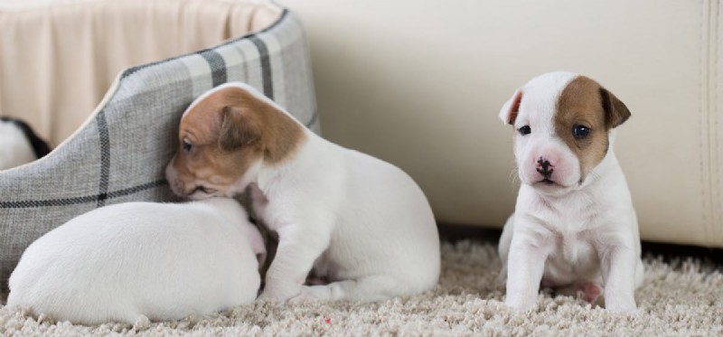 Do Dogs Experience Envy? Understanding Their Emotions
