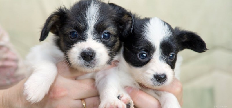 Do Dogs Experience Envy? Understanding Their Emotions