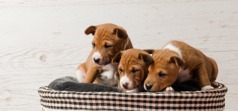 Do Dogs Experience Envy? Understanding Their Emotions