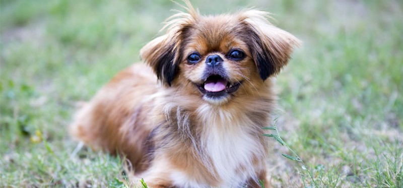 Do Fans Keep Dogs Cool? Understanding How Dogs Perceive Airflow