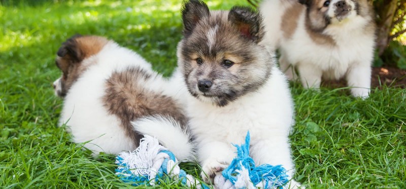 Do Dogs Experience Envy? Understanding Their Emotions