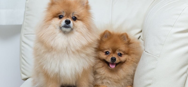 Do Fans Keep Dogs Cool? Understanding How Dogs Perceive Airflow