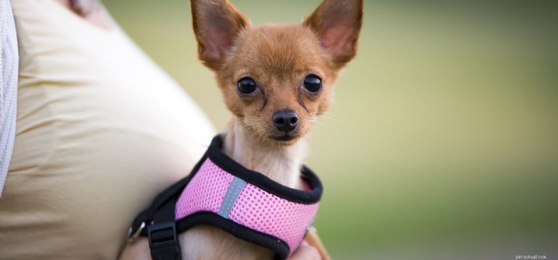 Do Fans Keep Dogs Cool? Understanding How Dogs Perceive Airflow
