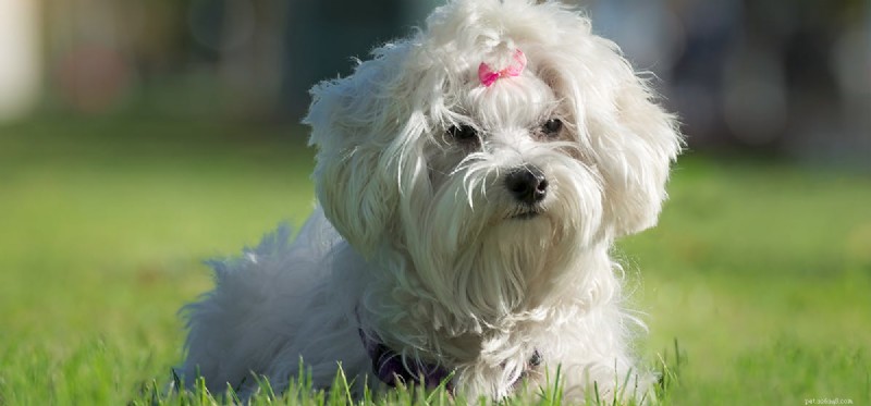 Do Fans Keep Dogs Cool? Understanding How Dogs Perceive Airflow