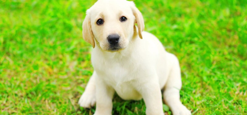 Do Dogs Feel Fleas? Understanding Your Pet s Sensation and Relief