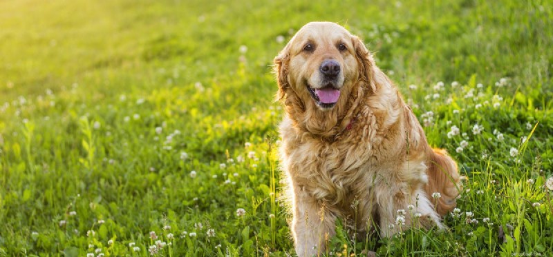 Do Dogs Feel Fleas? Understanding Your Pet s Sensation and Relief