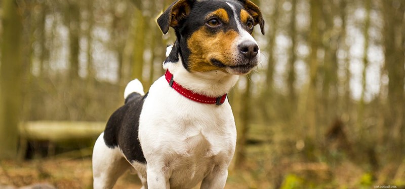 Do Dogs Feel Fleas? Understanding Your Pet s Sensation and Relief