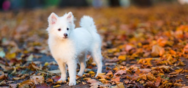 Do Dogs Feel Fleas? Understanding Your Pet s Sensation and Relief