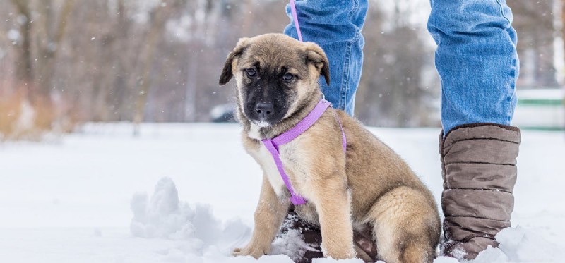 Do Dogs Experience Extreme Anxiety? Unveiling Their Emotional World