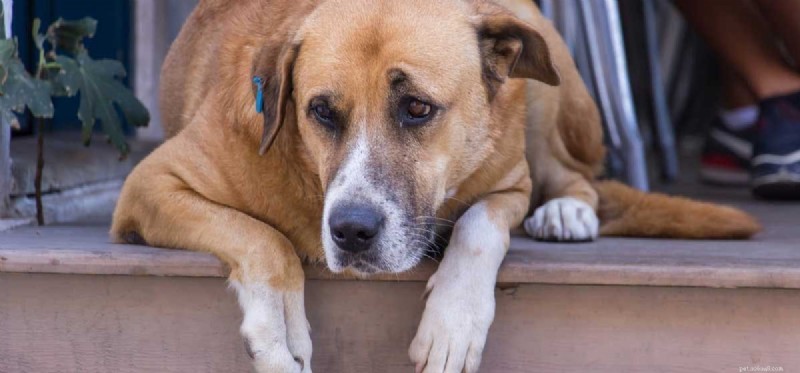 Do Dogs Experience Grief? Understanding Canine Emotions