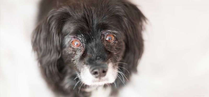 Do Dogs Experience Grief? Understanding Canine Emotions