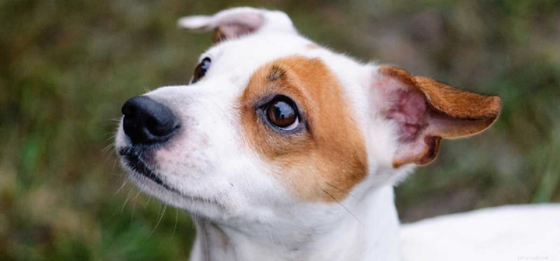 Do Dogs Experience Grief? Understanding Canine Emotions