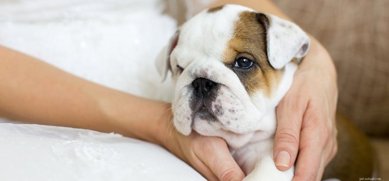 Can Dogs Experience Hate? Understanding Canine Emotions