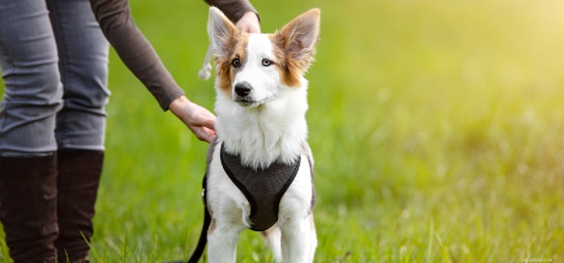 Can Dogs Experience Hate? Understanding Canine Emotions