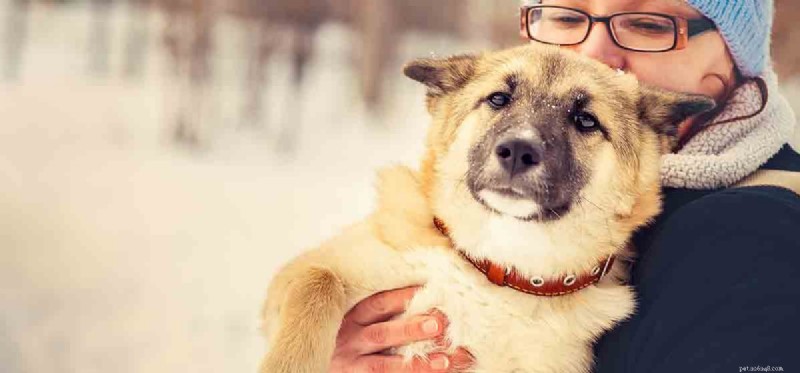 Can Dogs Experience Hate? Understanding Canine Emotions