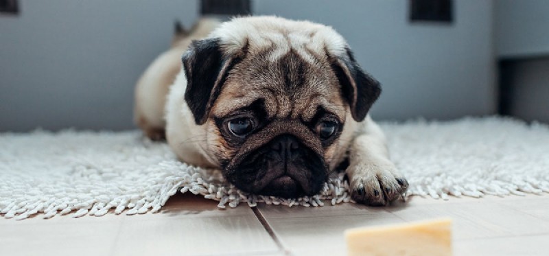 Do Dogs Experience Pepper Heat? Exploring Canine Sensitivity to Capsaicin