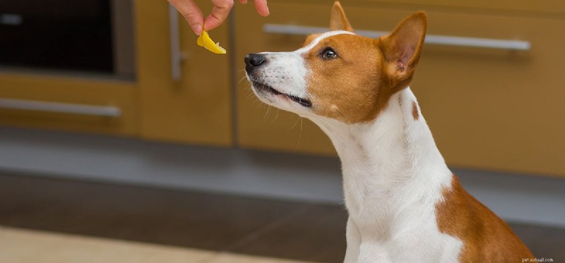 Do Dogs Experience Pepper Heat? Exploring Canine Sensitivity to Capsaicin